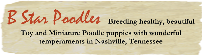 B Star Poodles  Breeding healthy, beautiful Toy and Miniature Poodle puppies with wonderful temperaments in Nashville, Tennessee
